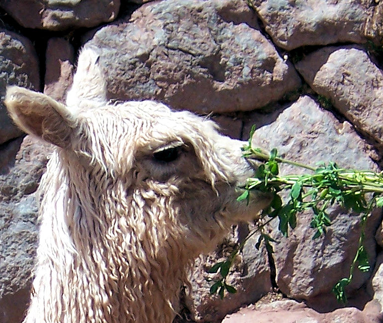 aus Peru: Alpaca Fino